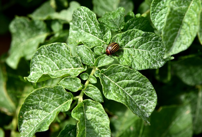 Keeping Your Garden Healthy: Combatting Pests and Diseases