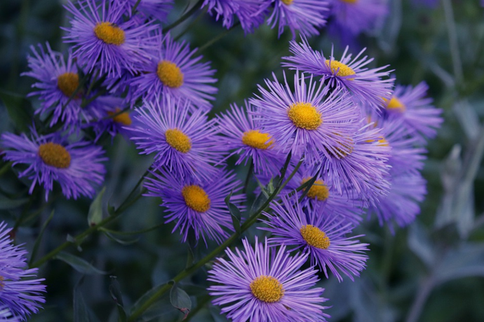 Accent Your Garden With Asters!