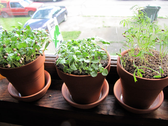 How to Spice up Your Kitchen With an Indoor Herbal Garden!