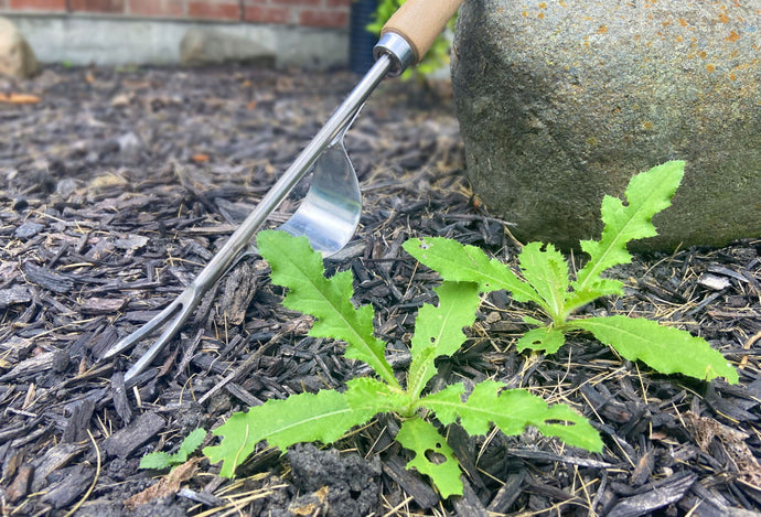 How to Get Weeds Under Control in 3 Easy Steps!
