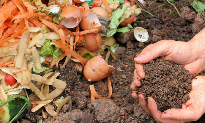 A Quick Guide to Compost: Turning Trash into Treasure